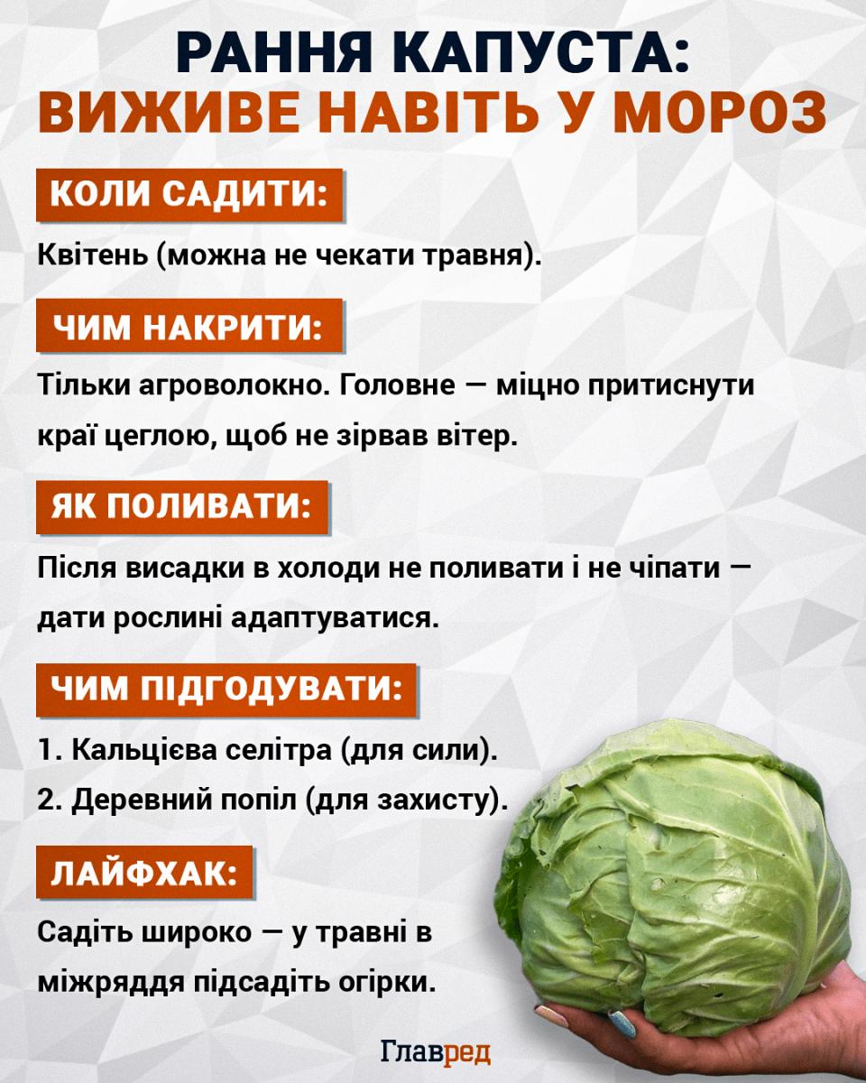Коли висаджувати капусту Коли висаджувати капусту