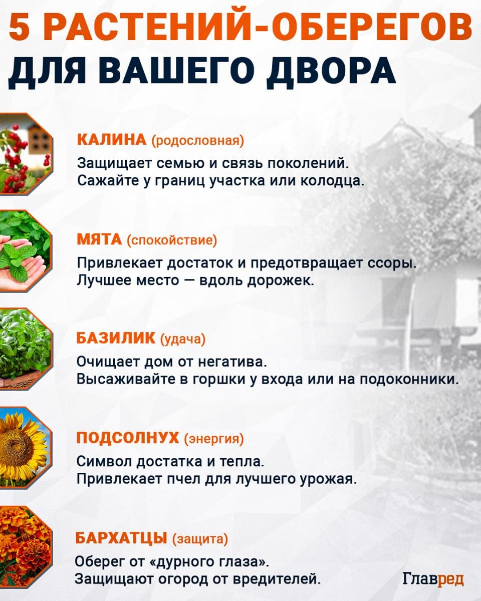 5 растений-оберегов 5 растений-оберегов