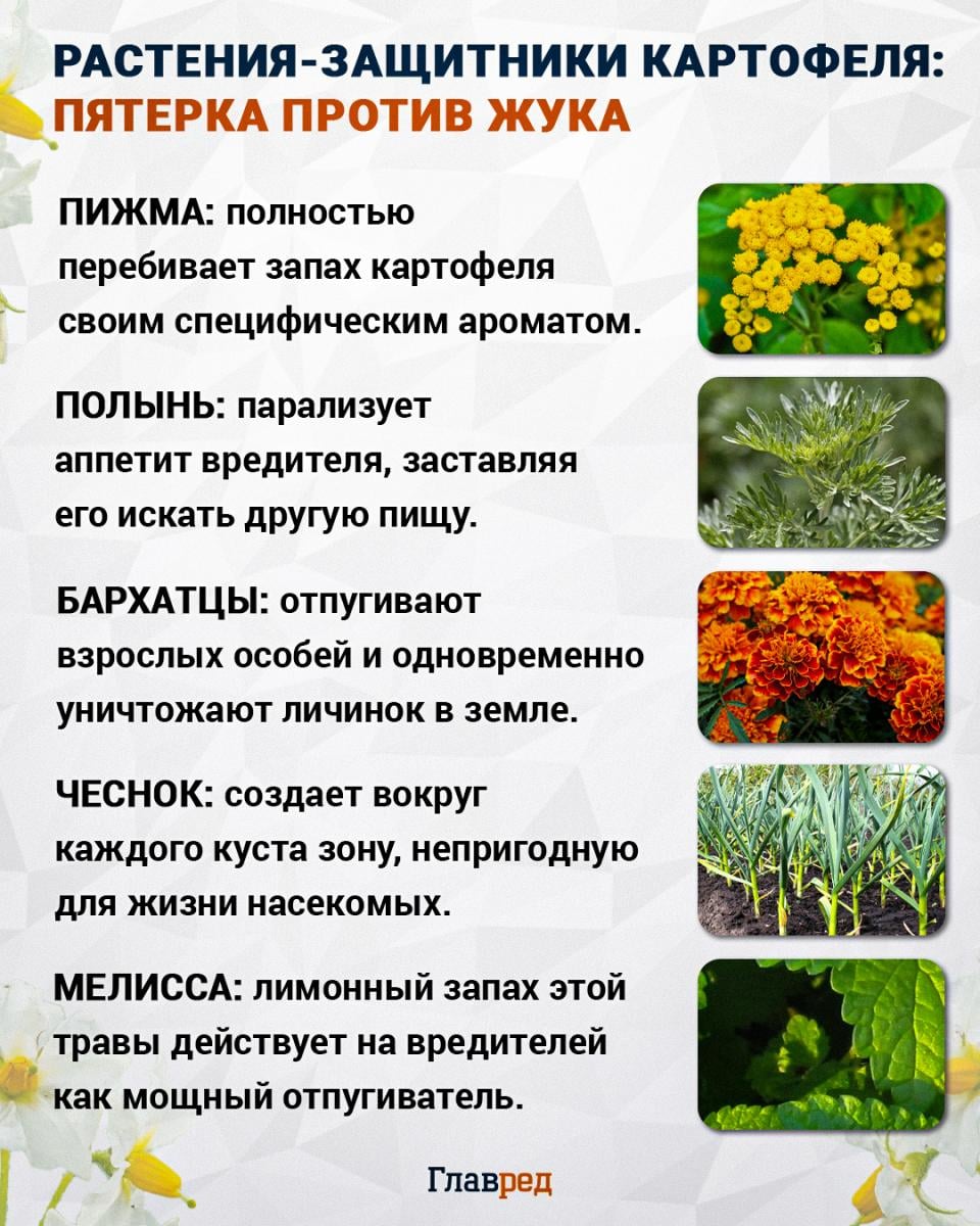 Растения-защитники картофеля