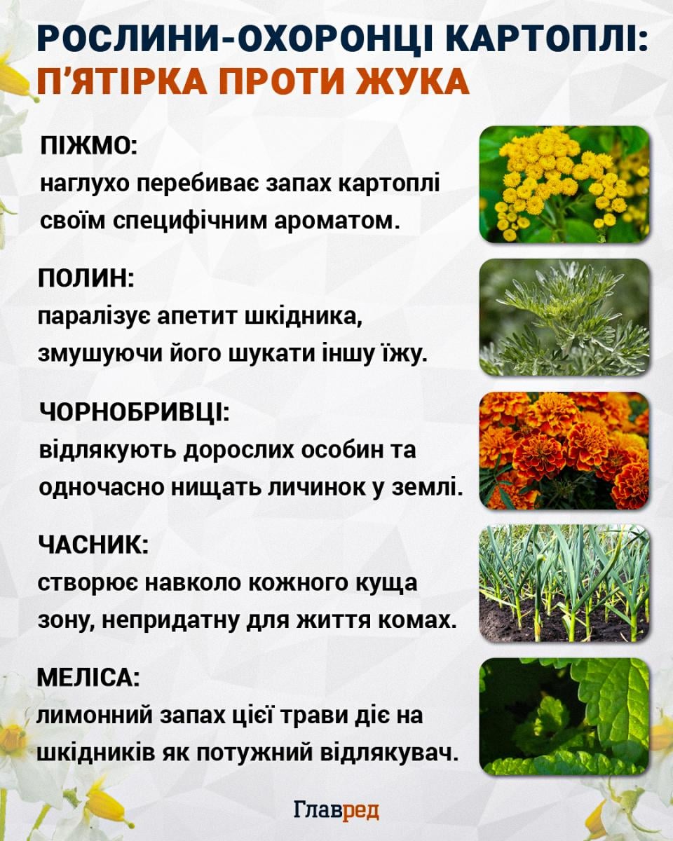Рослини-захисники картоплі