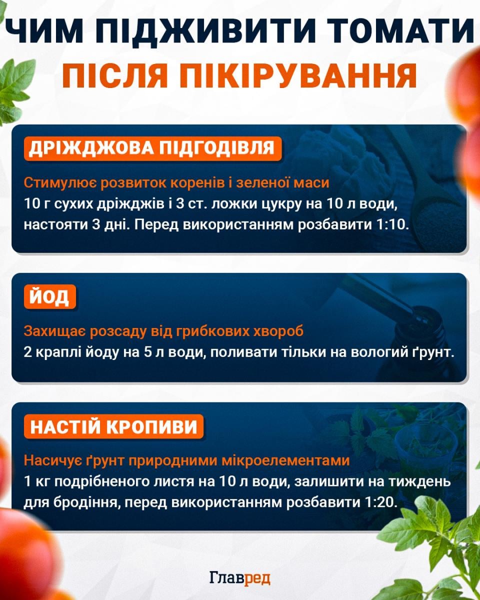 Чим підживити томати після пікірування