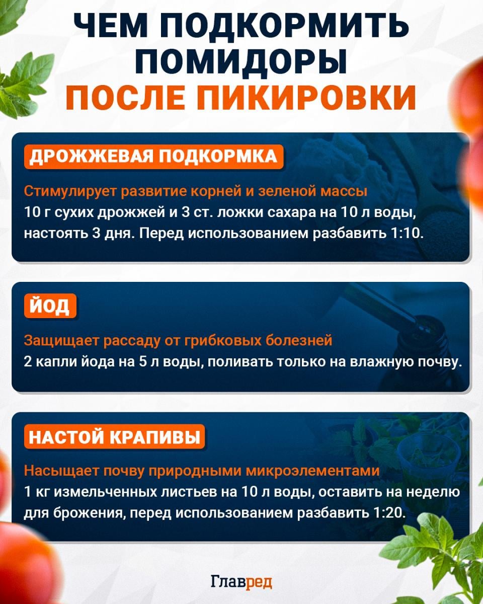Чем подкормить помидоры после пикировки