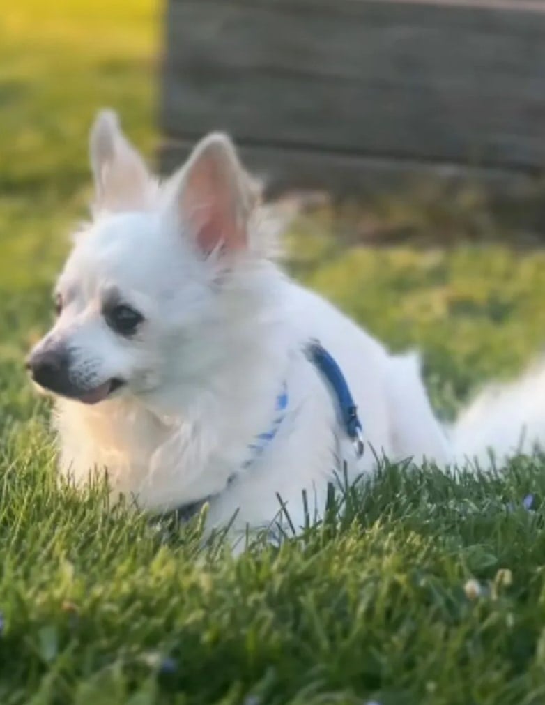 Піпа забрала організація з порятунку чихуахуа