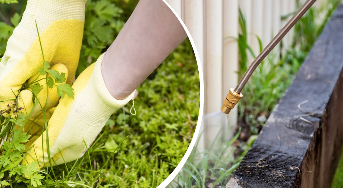 Трава, сорняк