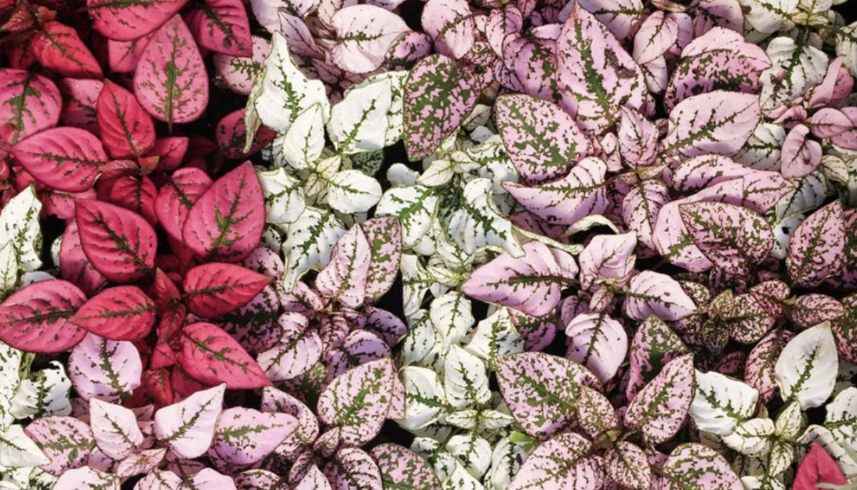 Гіпоестес листоколосниковий