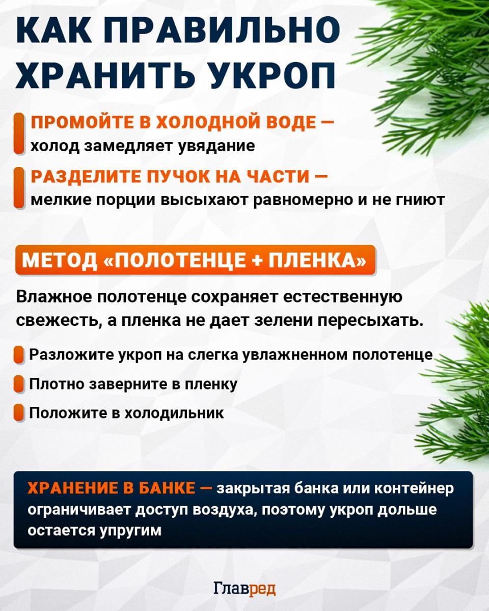 Как правильно хранить укроп