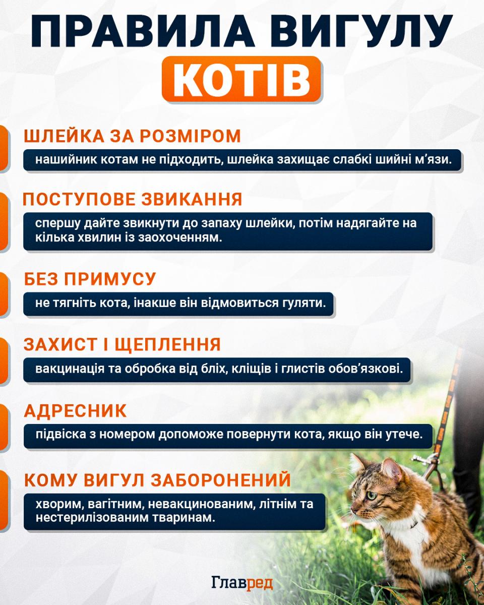 Правила вигулу котів