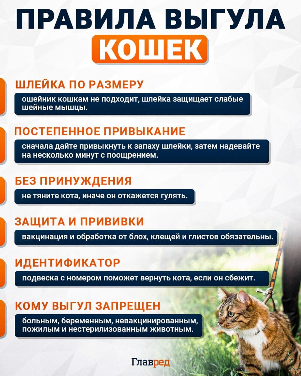 Правила выгула кошек