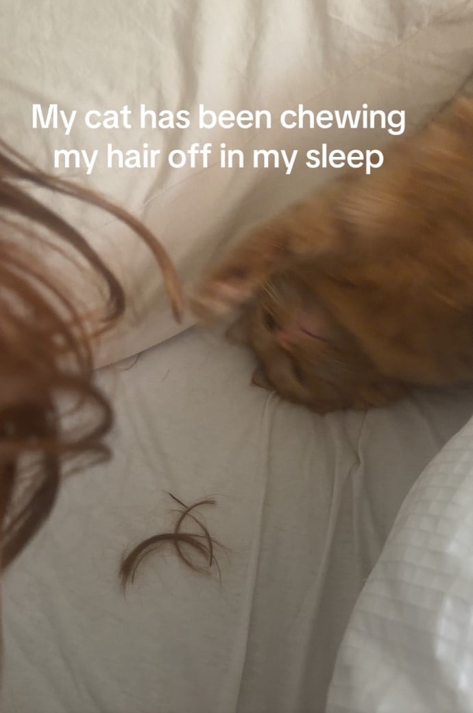 Кіт ночами грався з волоссям господині