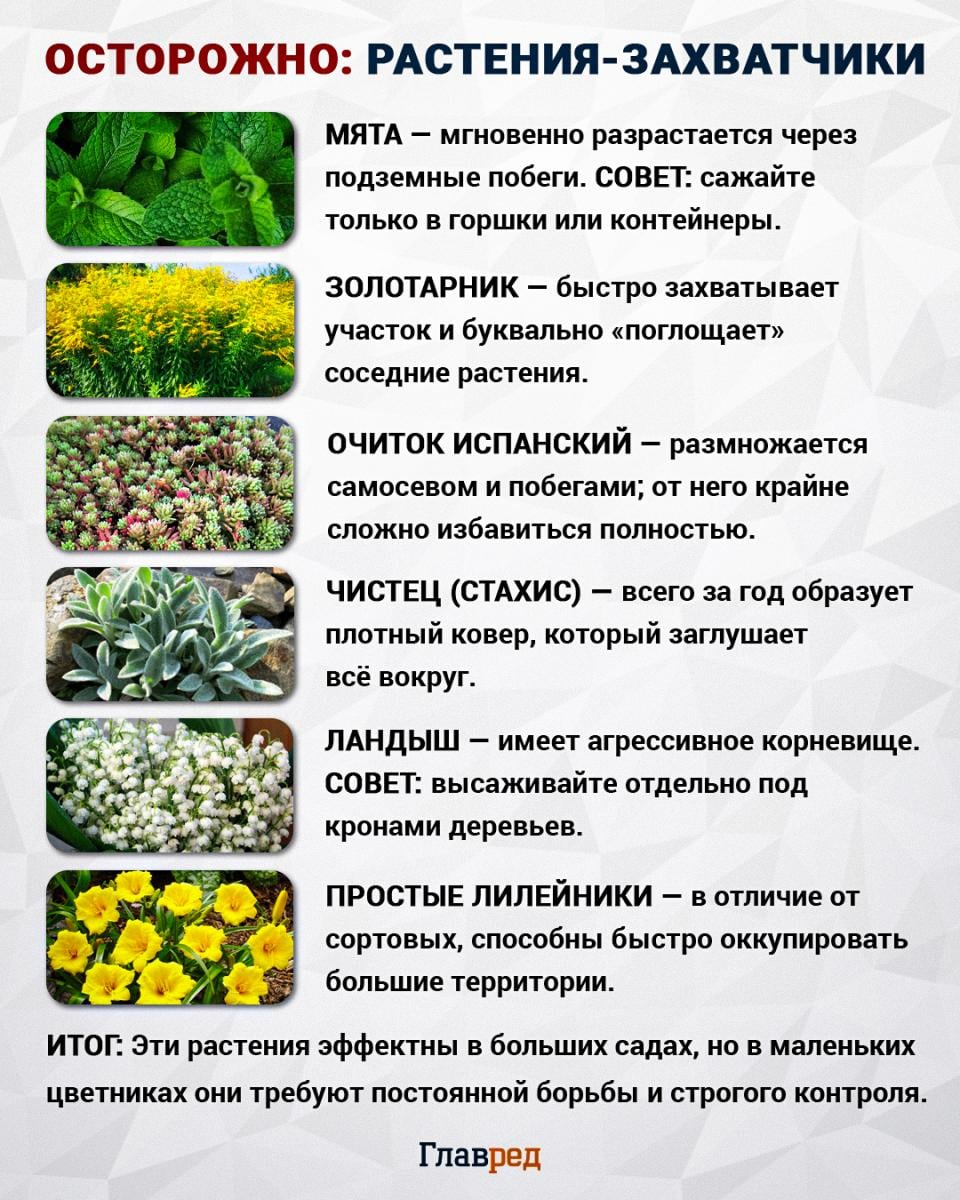 Растения-захватчики