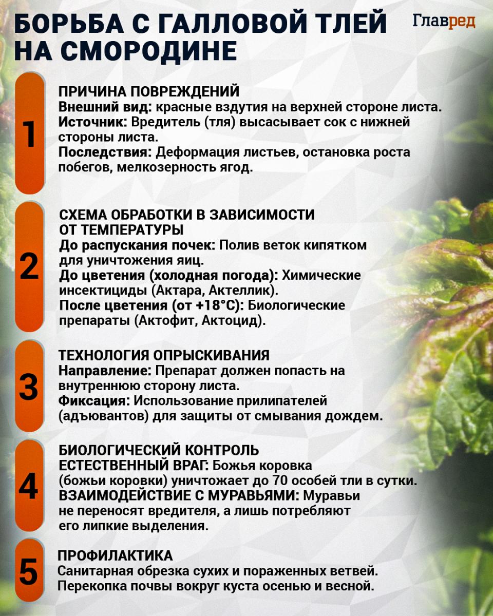 Борьба с галловой тлей Борьба с галловой тлей