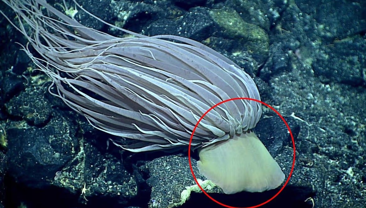 Загадкова золотиста маса — це залишки відмерлих клітин, що утворилися біля основи гігантської глибоководної анемони
