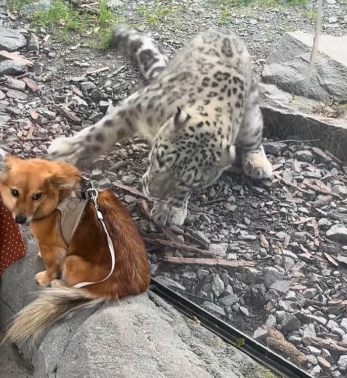 На тлі поведінки великого хижака Ліїка поводилася несподівано спокійно