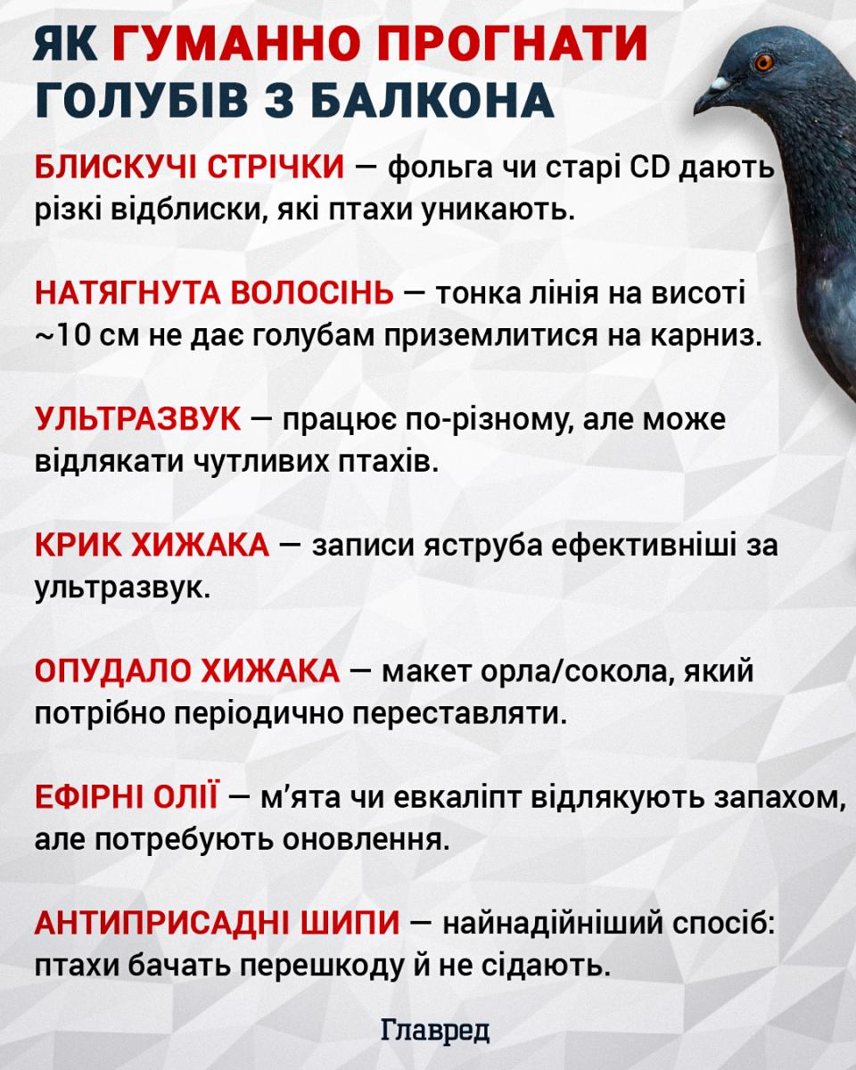 Як гуманно прогнати голубів з балкона