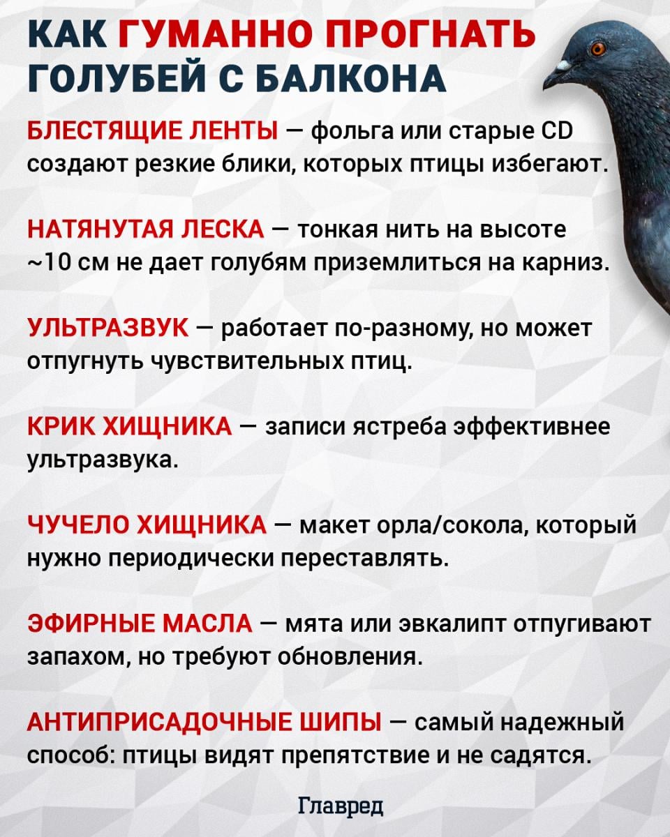 Как гуманно прогнать голубей с балкона Как гуманно прогнать голубей с балкона