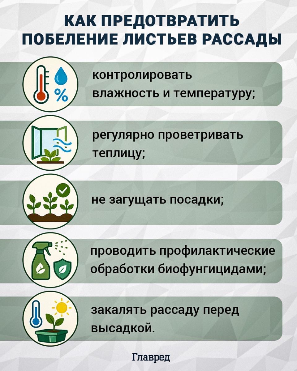 Як запобігти побілінню листя розсади Як запобігти побілінню листя розсади