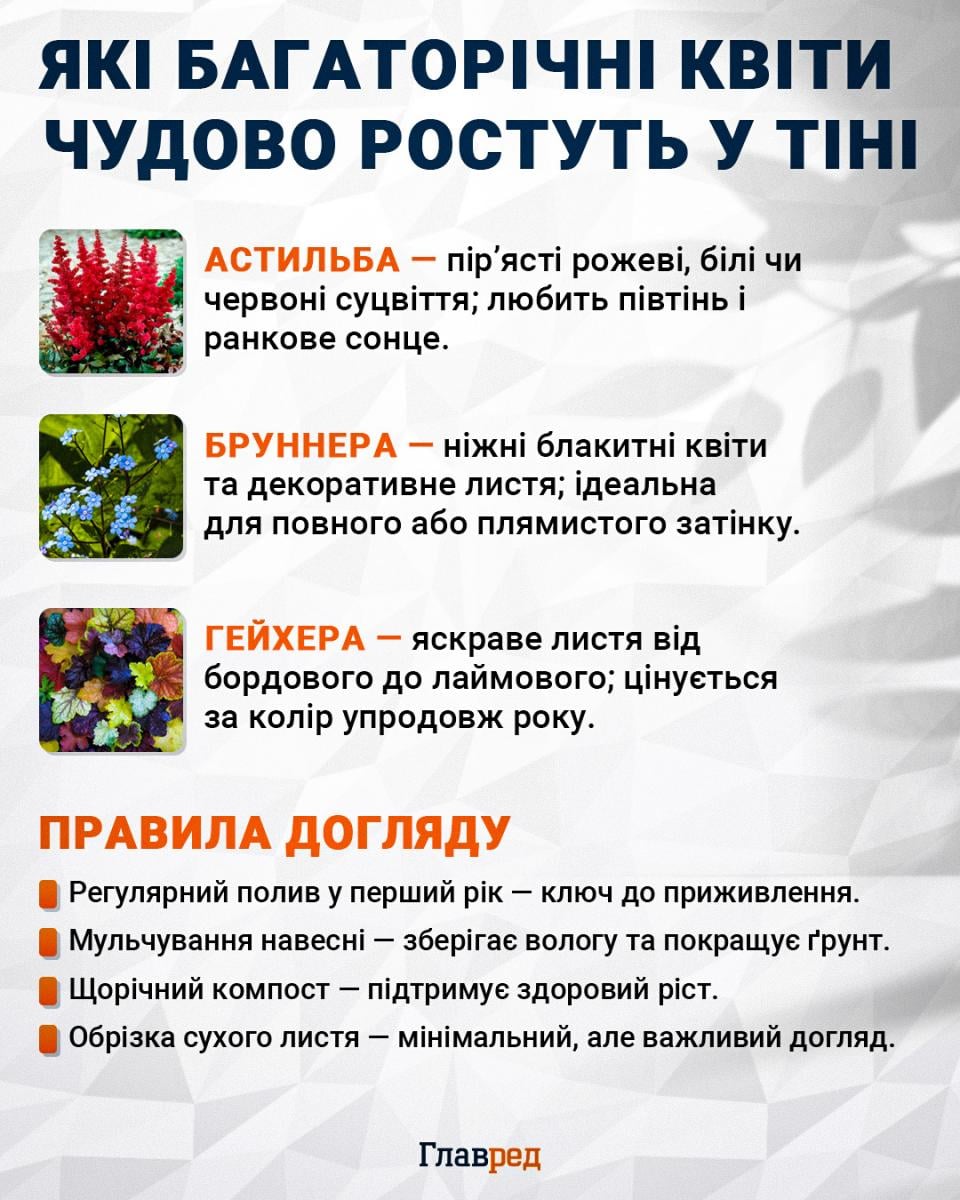 Які багаторічні квіти чудово ростуть у тіні