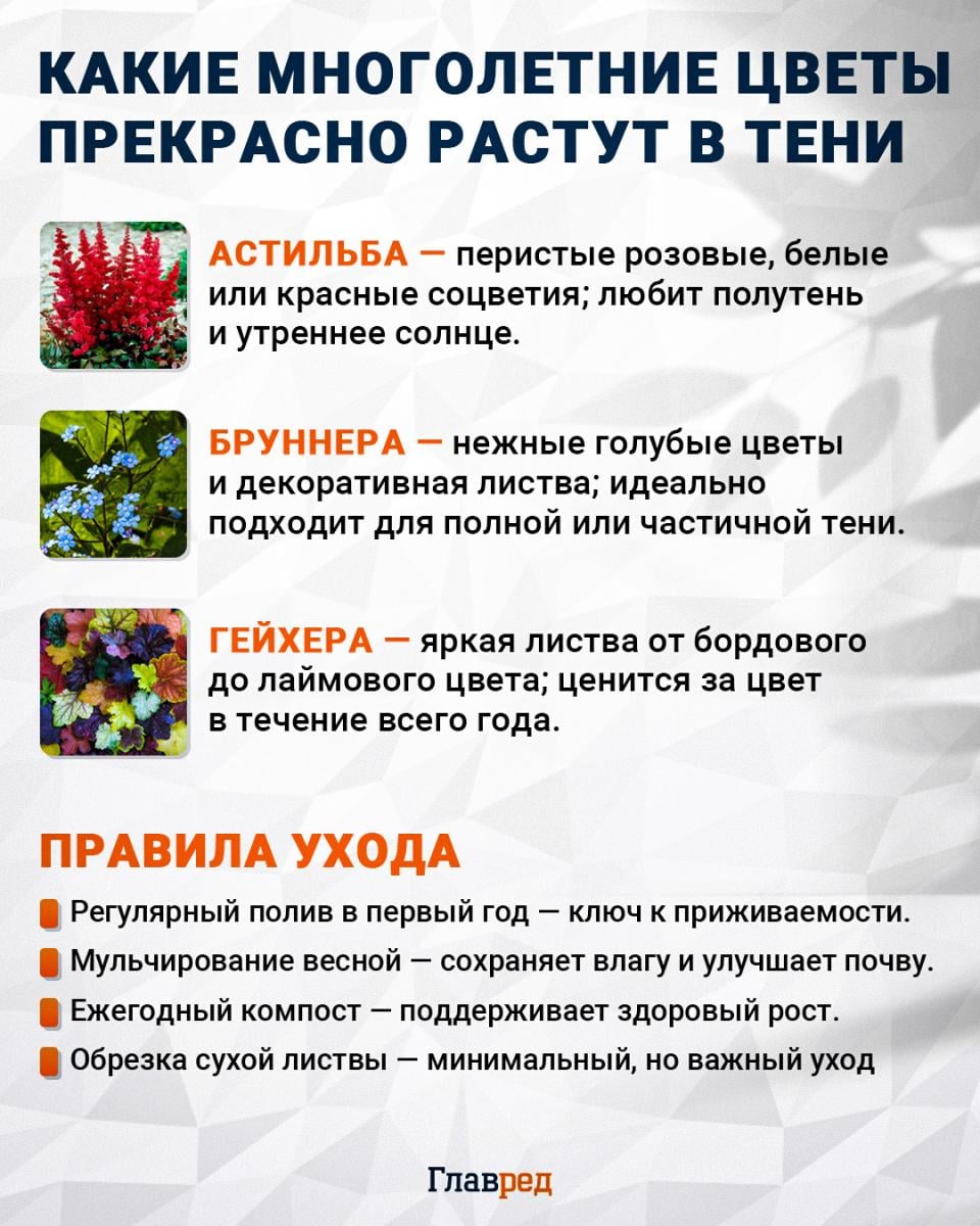 Какие многолетние цветы прекрасно растут в тени