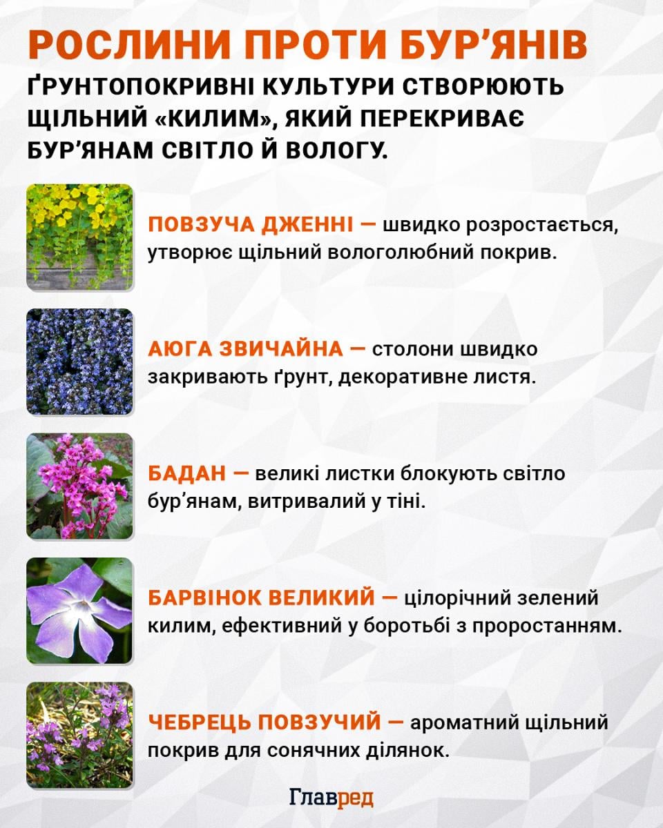 Рослини проти бур’янів