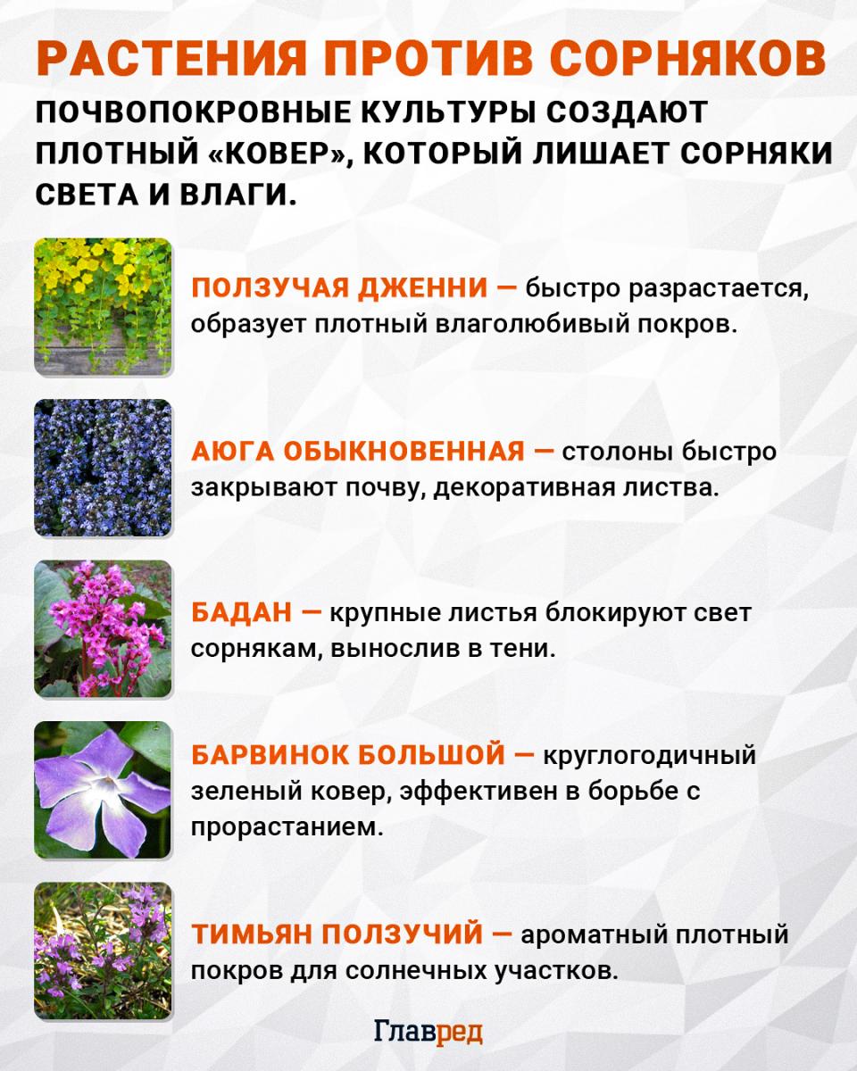 Растения против сорняков