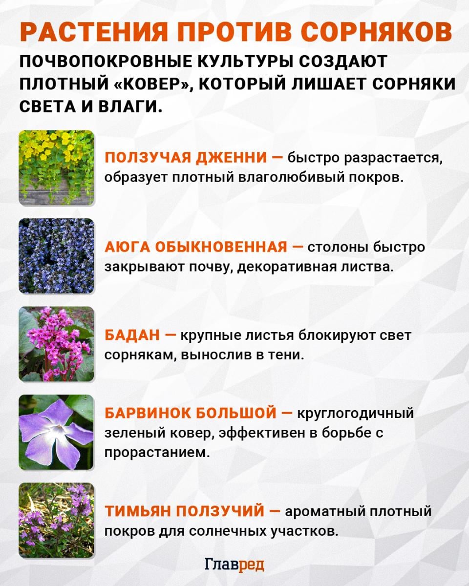 Растения против сорняков Растения против сорняков