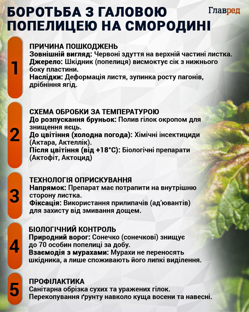 Боротьба з галовою попелицею