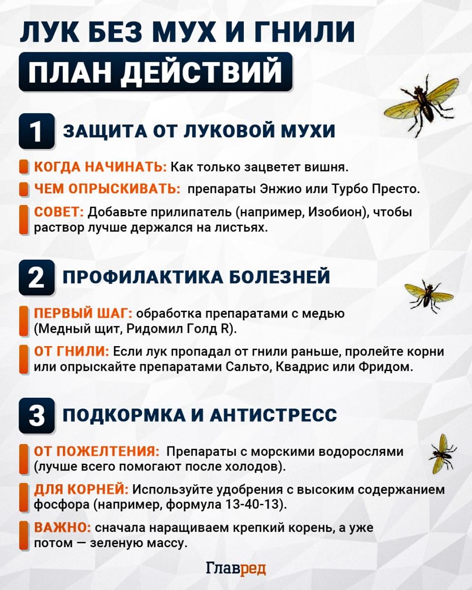 Лук без мух и гнили