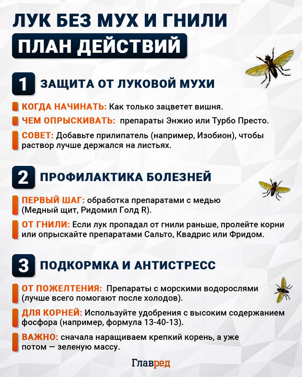 Лук без мух и гнили