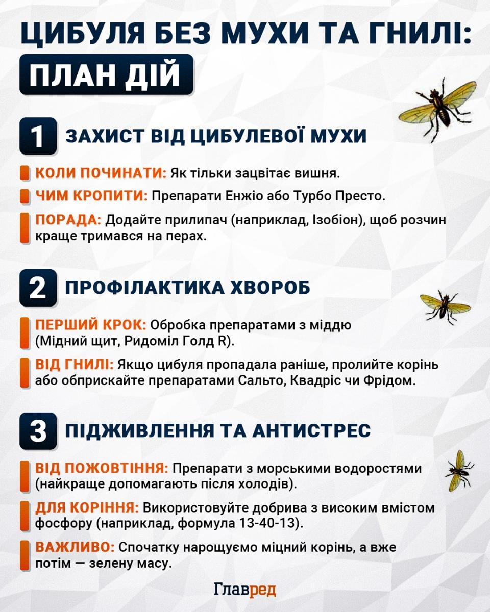 Цибуля без мух та гнилі