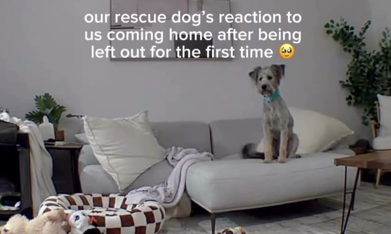 Собака мирно ждала хозяев