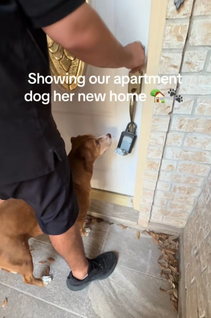 Собаку забрали з притулку, де вона перебувала у важких умовах