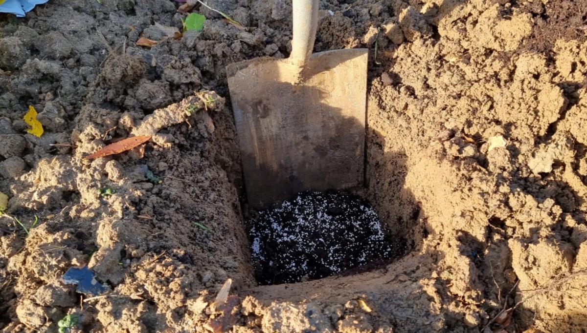 Яму для посадки троянд рекомендується робити діаметром близько 50–60 см