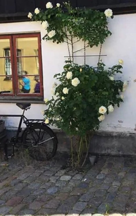 Троянда, посаджена за прикладом Сатіша Прабху