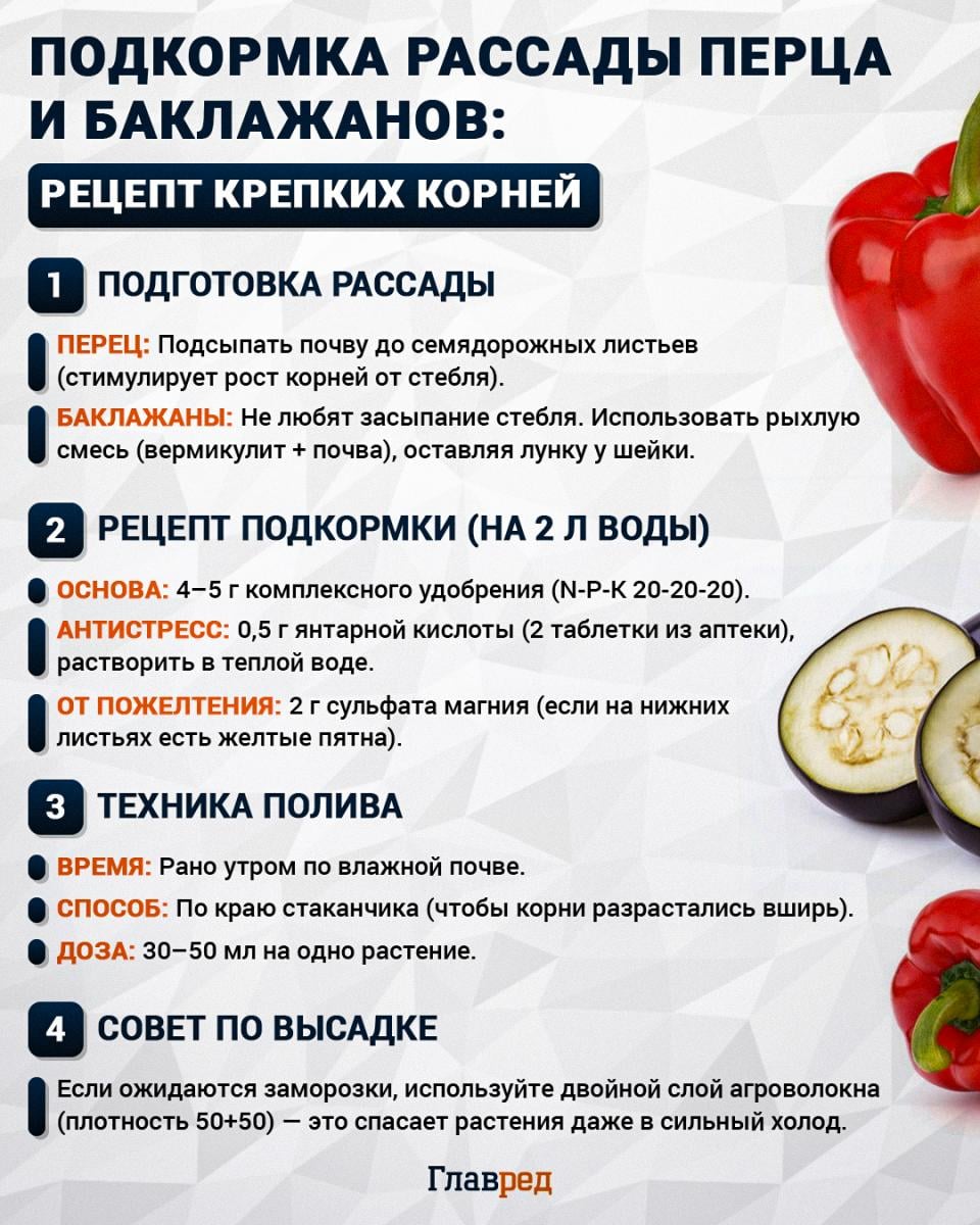 Подкормка рассады перца и баклажанов Подкормка рассады перца и баклажанов