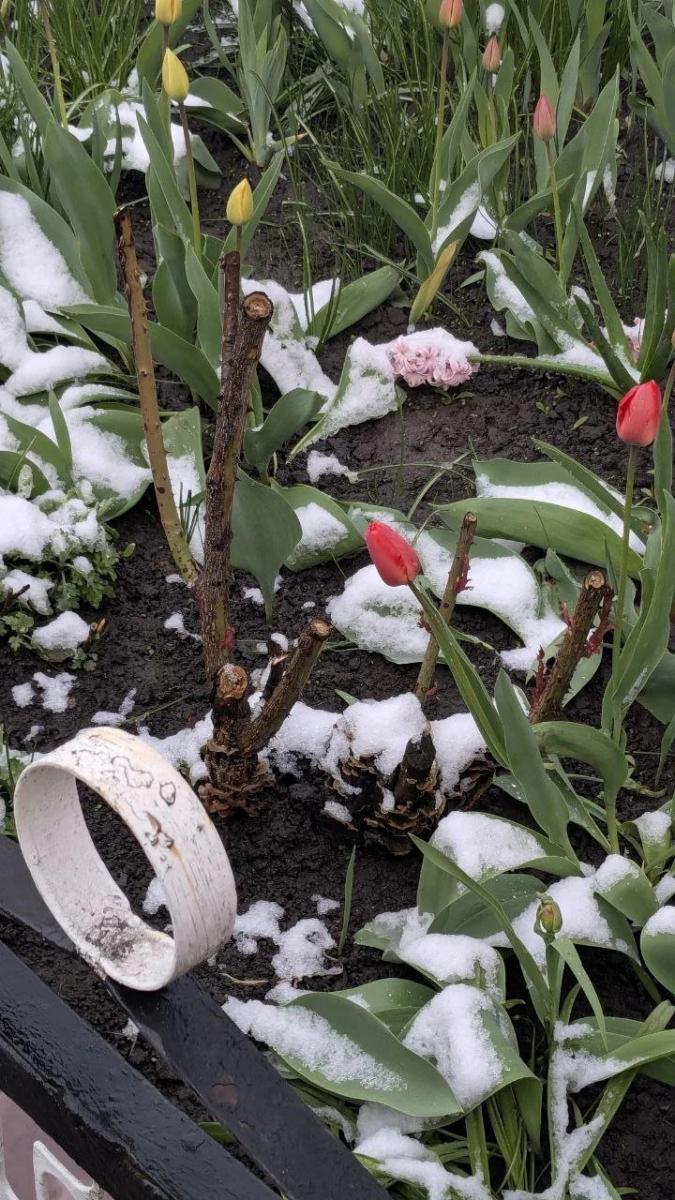 Справжнє потепління в Україну прийде не одразу: прогноз погоди на травень