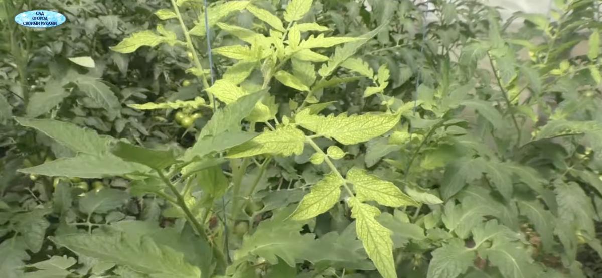 Дефіцит заліза 