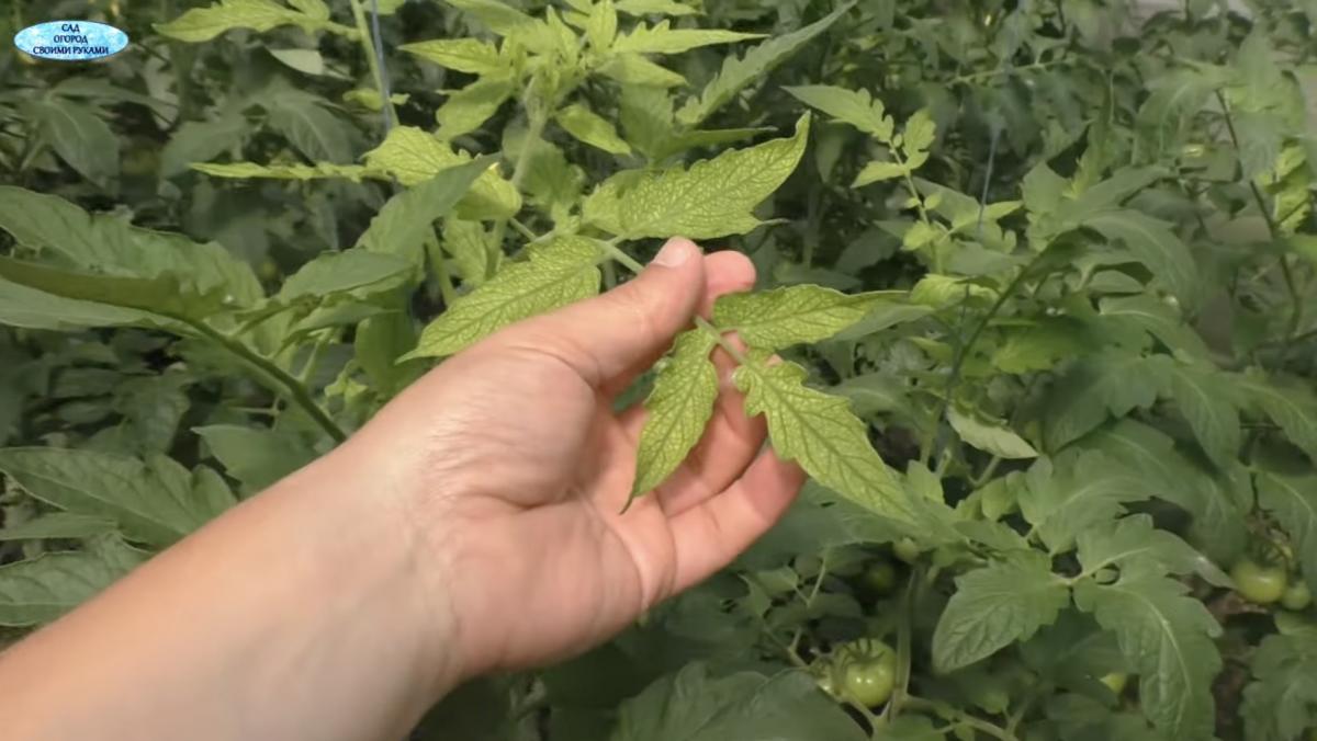 Пожовтіння листя у томатів 