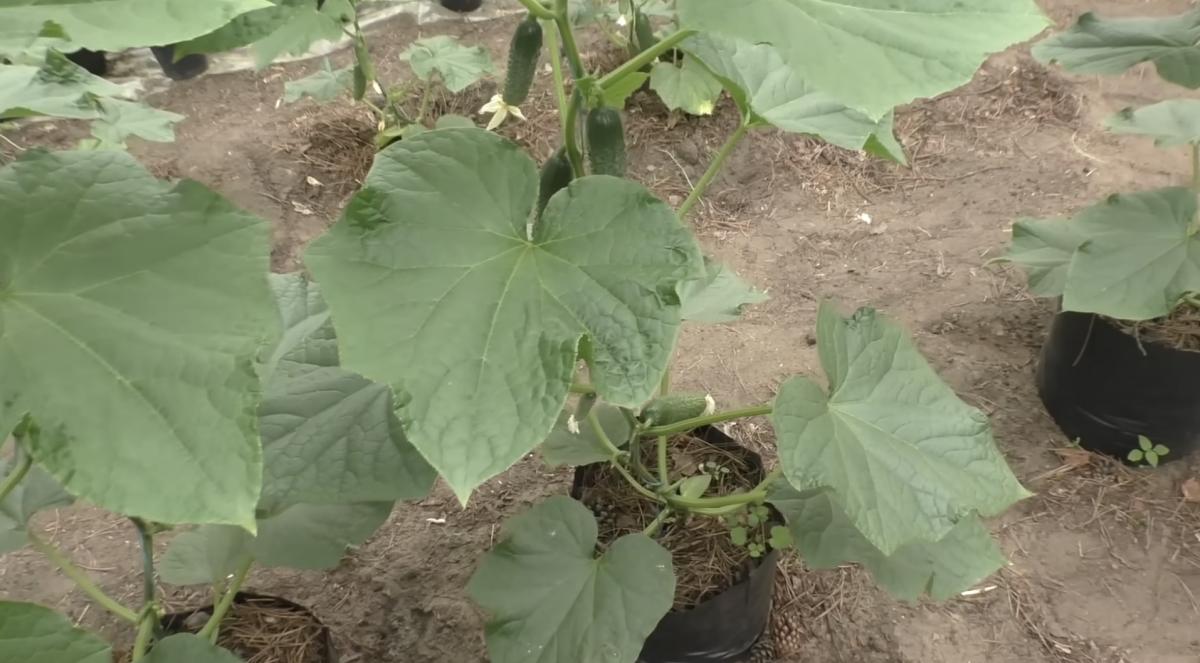 Выращивание огурцов в пакетах 