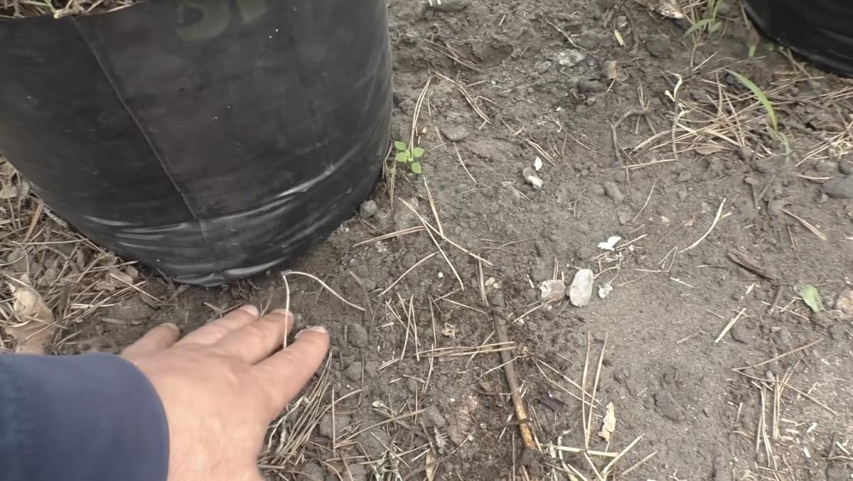 Як виростити море огірків лише з п’яти рослин: секрет розкішного врожаю