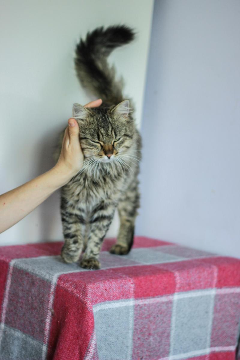 Різкі рухи голови у кішок пов’язані з високою чутливістю