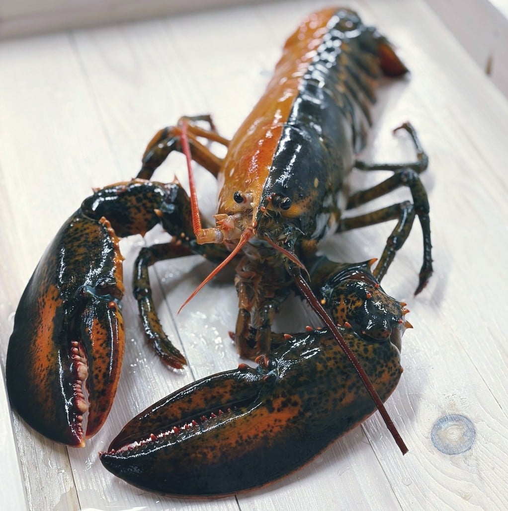 Рідкісний випадок: у США зловили унікального двоколірного лобстера