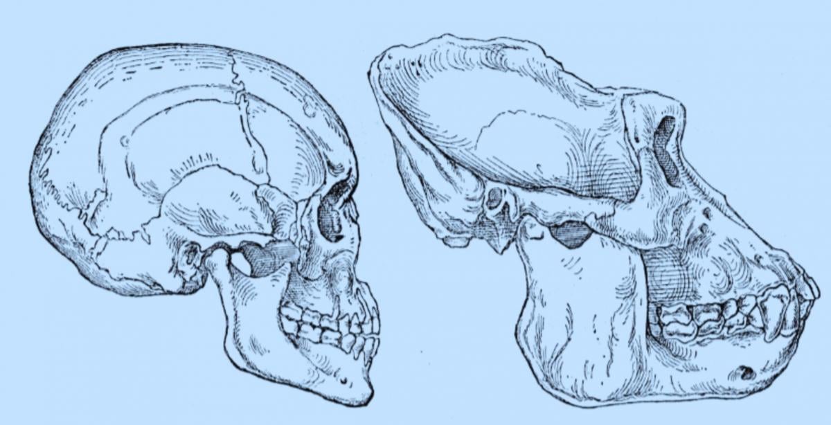 У сучасних людей щелепи менші, ніж у їхніх давніх предків