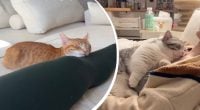 Чому коти насправді люблять спати поруч із господарем: несподіване пояснення