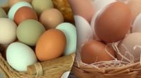 Дорожчі не означає кращі: чи є різниця між білими та коричневими яйцями
