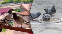 Як назавжди позбутися голубів на балконі: дієва стратегія замість щотижневого прибирання