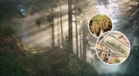 Ціна сягає 1000 доларів: в Україні росте найдорожчий гриб Європи