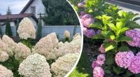 Гортензія рясно цвістиме ціле літо: що обов’язково треба зробити навесні