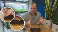 Огірки зійдуть уже на третій день: перевірений метод вирощування розсади
