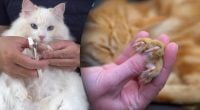 Як швидко підстригти кігті коту без істерик та агресії: маловідомий секрет