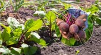 Рекордний врожай гарантовано: коли та як сіяти буряк у відкритий ґрунт 2026 року